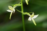 Platanthera bifolia. Цветки. Республика Татарстан, Волжско-Камский заповедник. 19.06.2011.