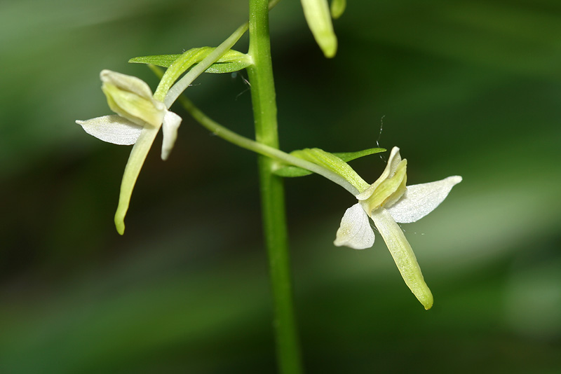 Изображение особи Platanthera bifolia.