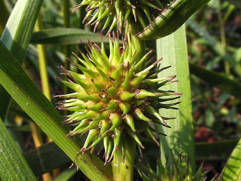 Image of Sparganium emersum specimen.