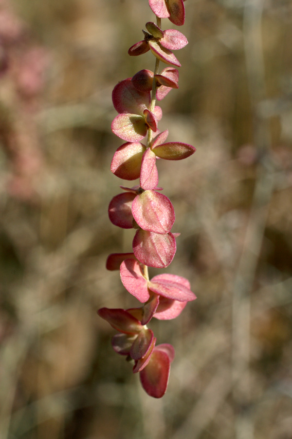 Image of Atriplex aucheri specimen.