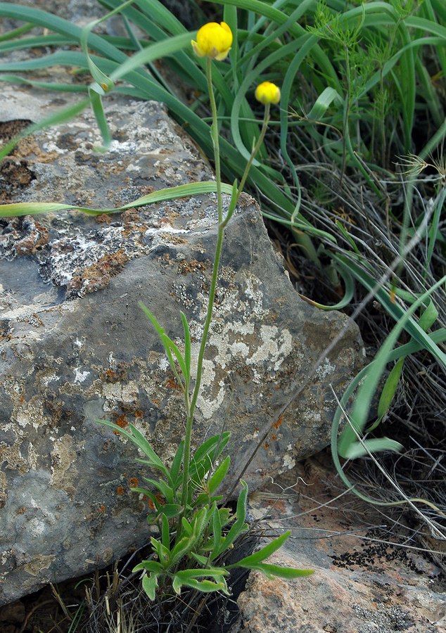 Изображение особи Ranunculus linearilobus.