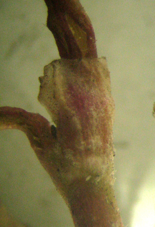 Image of Persicaria &times; lenticularis specimen.