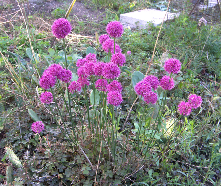 Image of Allium psebaicum specimen.