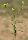 Senecio subdentatus