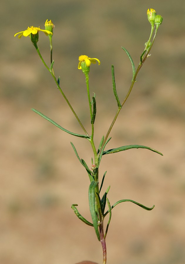 Image of Senecio subdentatus specimen.