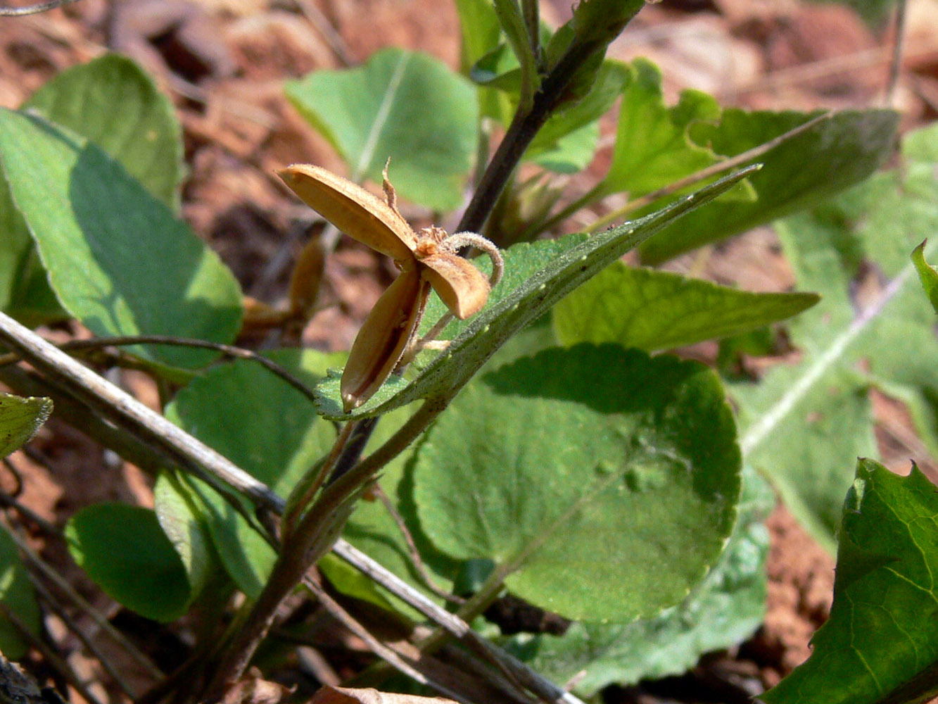 Image of Viola rupestris specimen.