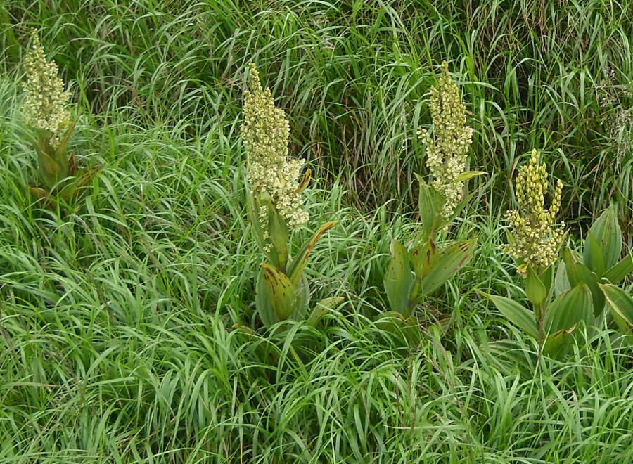 Image of Veratrum album specimen.