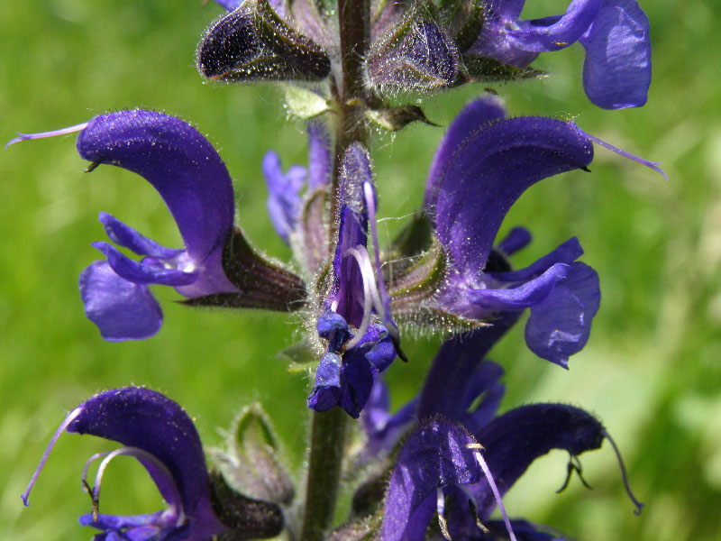 Image of Salvia nemorosa specimen.