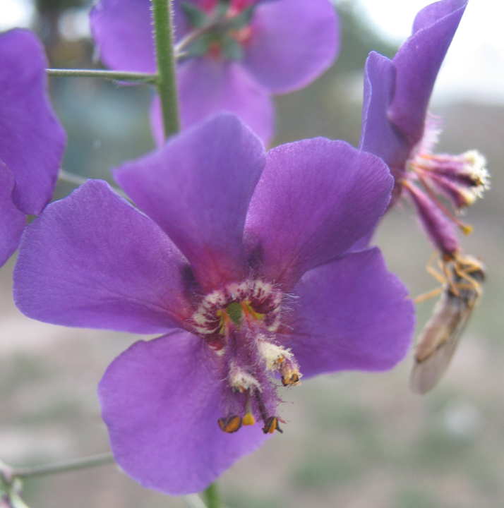 Image of Verbascum phoeniceum specimen.