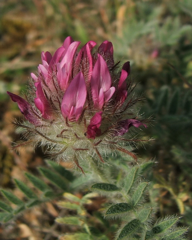 Изображение особи Astragalus setosulus.