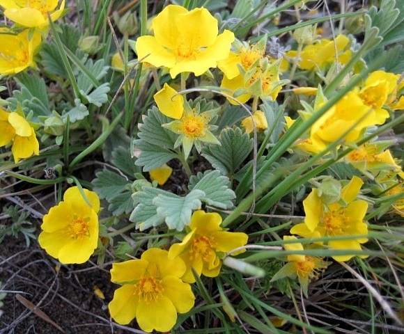 Image of Potentilla acaulis specimen.