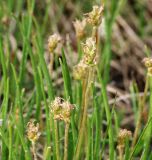 Plantago schrenkii. Соцветия. Мурманская обл., Кандалакшский р-н, пос. Лувеньга, приморский луг на побережье Белого моря. 29.06.2010.