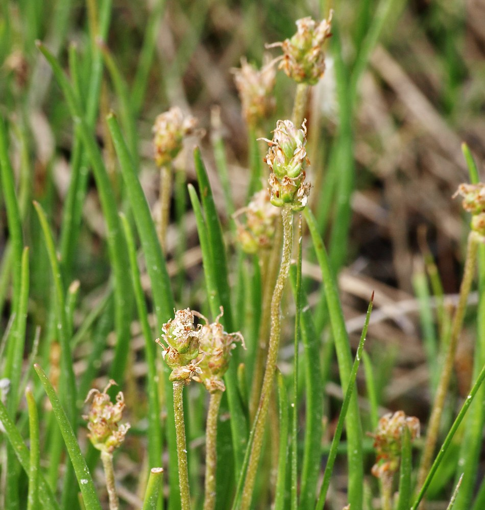 Изображение особи Plantago schrenkii.