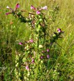 Pedicularis karoi