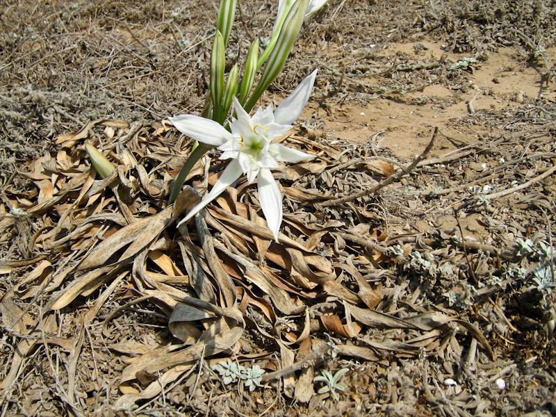 Image of Pancratium maritimum specimen.