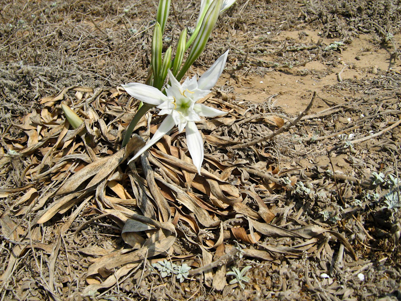 Изображение особи Pancratium maritimum.