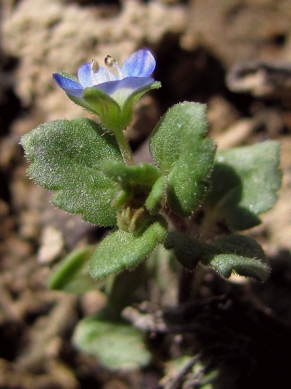 Image of Veronica polita specimen.