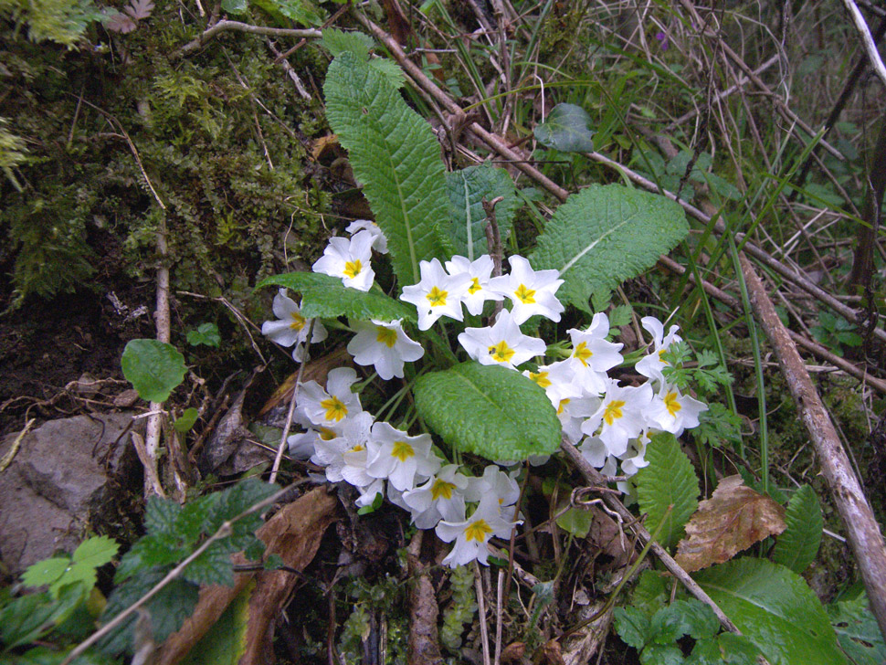 Изображение особи Primula vulgaris.