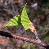 Betula pendula