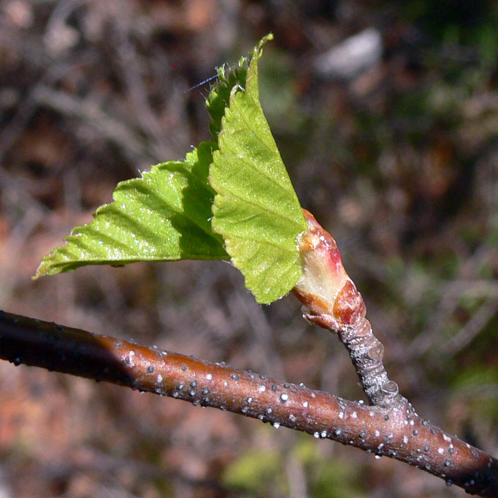 Изображение особи Betula pendula.