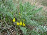 Astragalus henningii