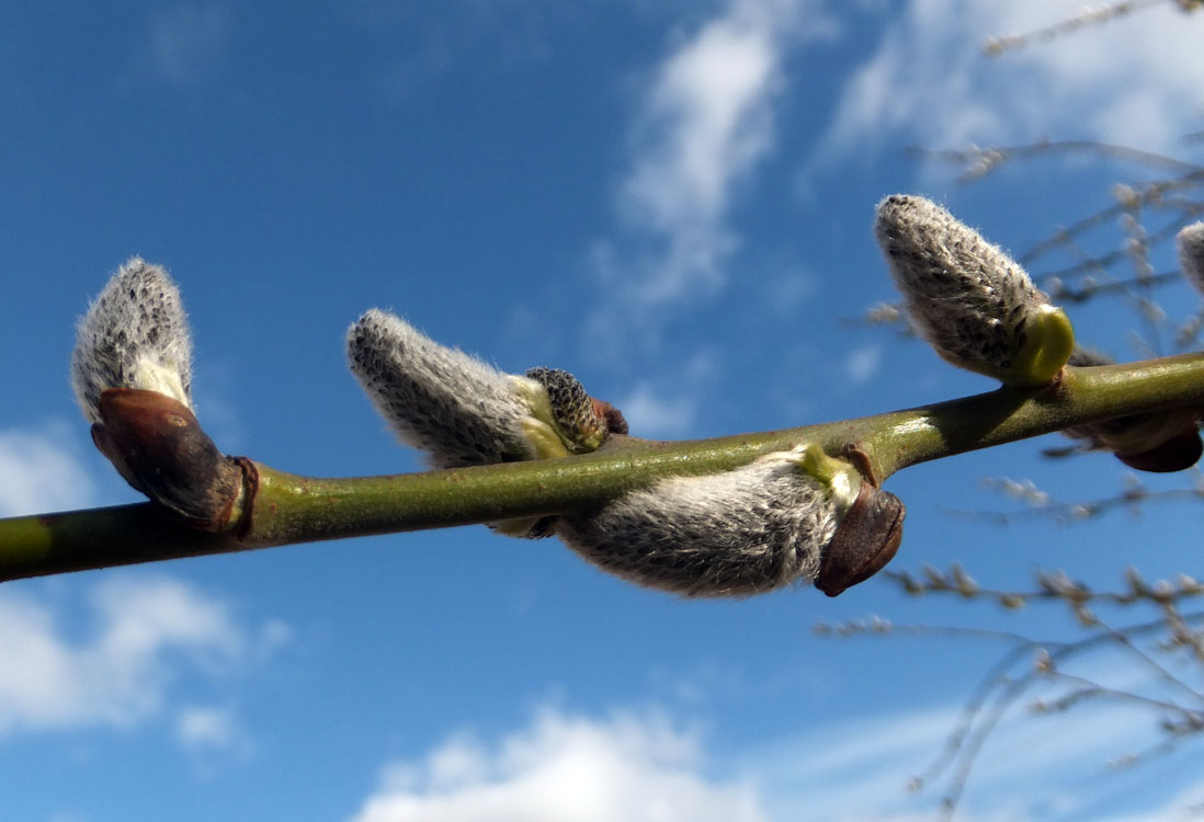 Image of Salix × laurina specimen.