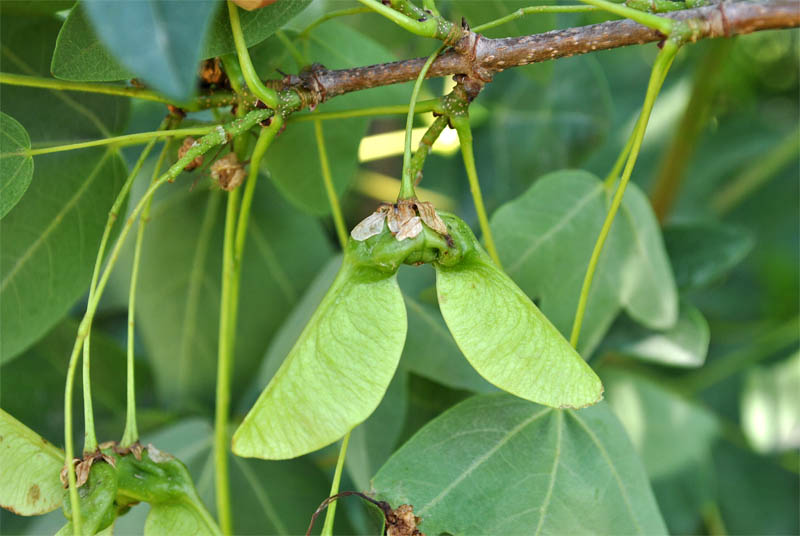 Image of Acer ibericum specimen.