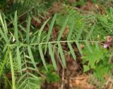Vicia elegans. Лист. Крым, южный берег, окр. Алупки, сосновый лес. 2 июня 2012 г.