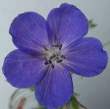 Geranium himalayense. Раскрывшийся цветок. Германия, г. Кемпен, в парке. 07.06.2012.