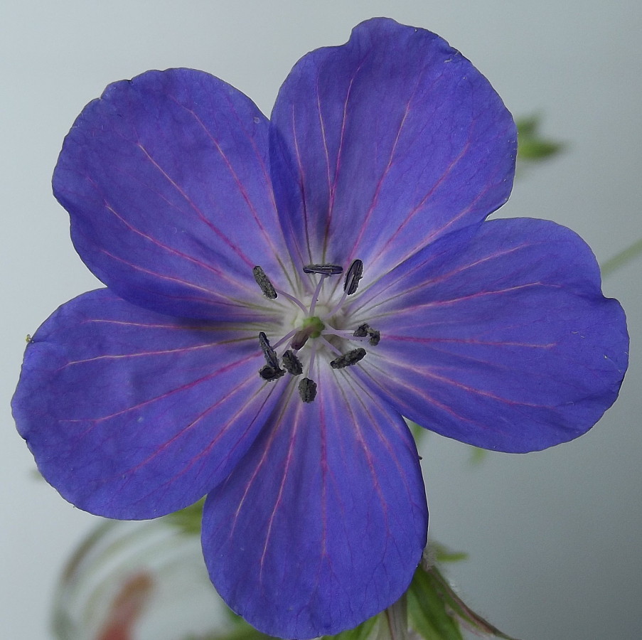 Изображение особи Geranium himalayense.