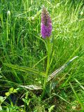 Dactylorhiza baltica