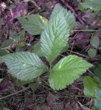 Rubus saxatilis. Лист. Курская обл., Железногорский р-н, ур. Кармановская дача. 24 июля 2007 г.