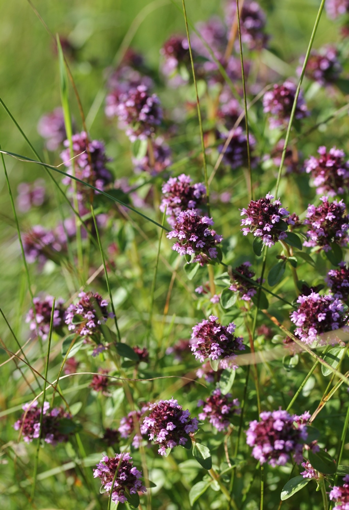 Изображение особи Thymus pulegioides.