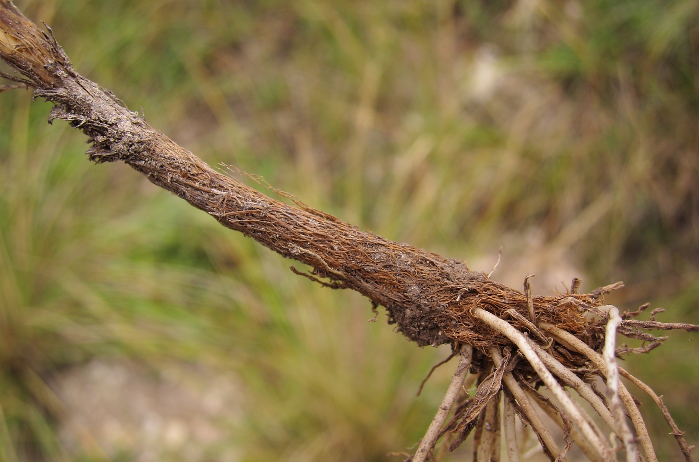 Image of Allium strictum specimen.