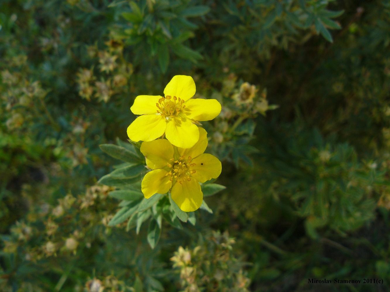 Image of Dasiphora fruticosa specimen.