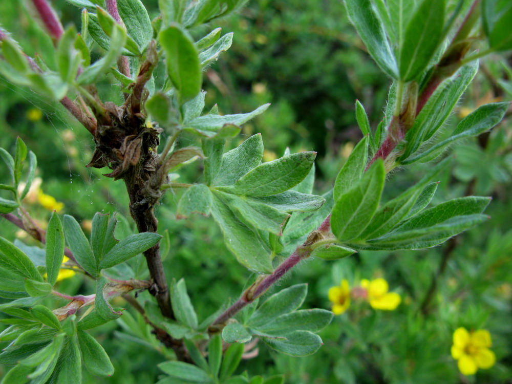 Image of Dasiphora parvifolia specimen.