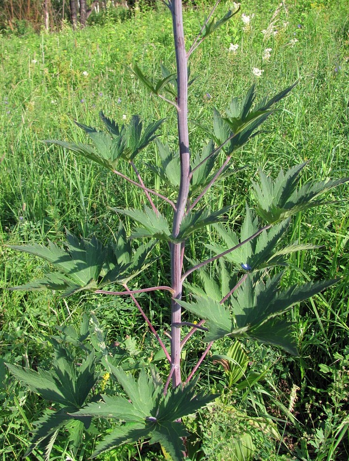 Изображение особи Delphinium elatum.