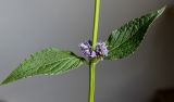 Agastache rugosa