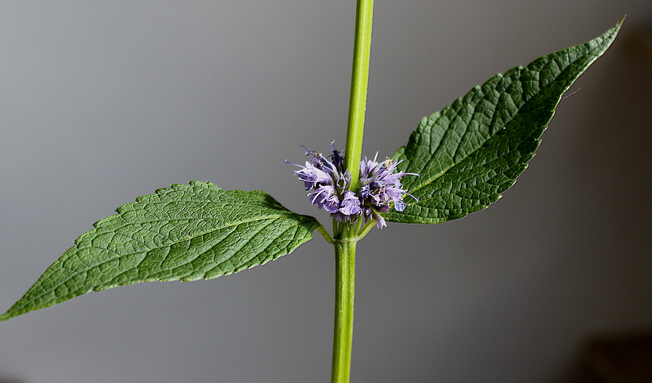 Изображение особи Agastache rugosa.