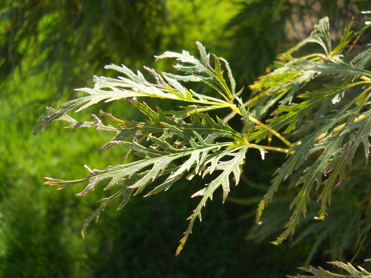 Image of Acer palmatum specimen.