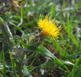 Centaurea solstitialis