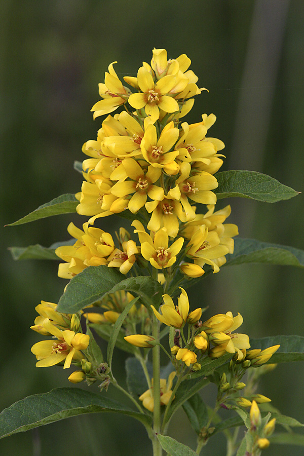 Image of Lysimachia vulgaris specimen.