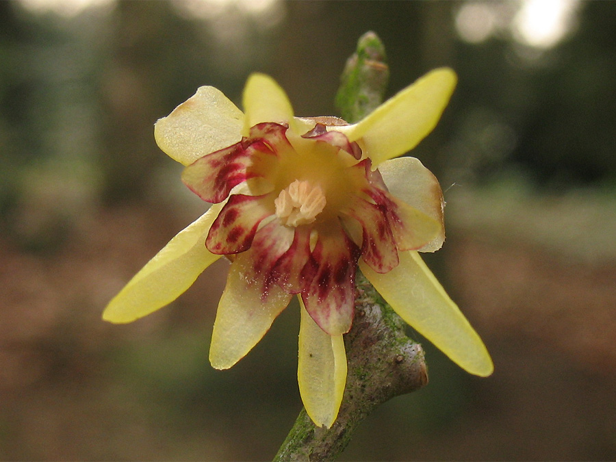 Image of Chimonanthus praecox specimen.