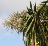 Cordyline australis