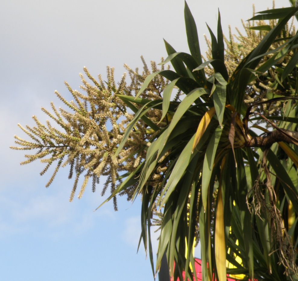 Изображение особи Cordyline australis.