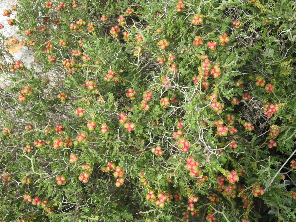 Изображение особи Sarcopoterium spinosum.