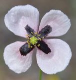 Papaver lecoqii