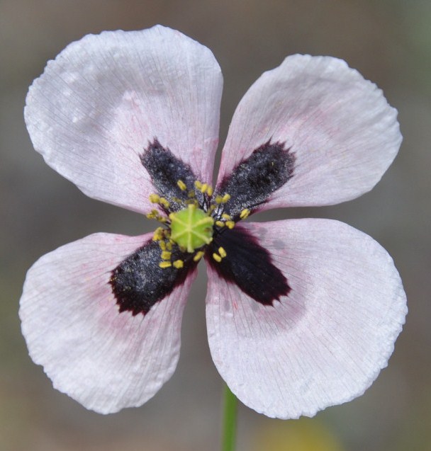 Изображение особи Papaver lecoqii.