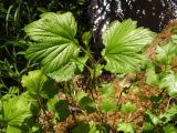 Ribes procumbens