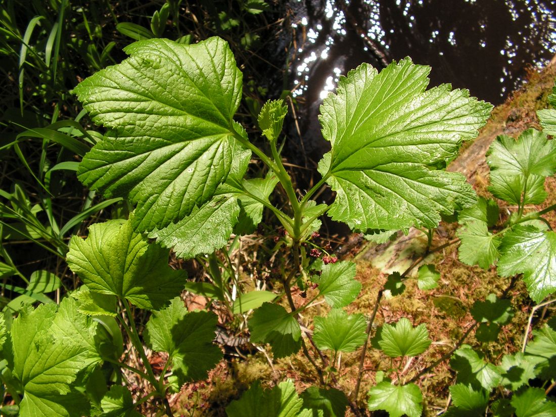 Изображение особи Ribes procumbens.